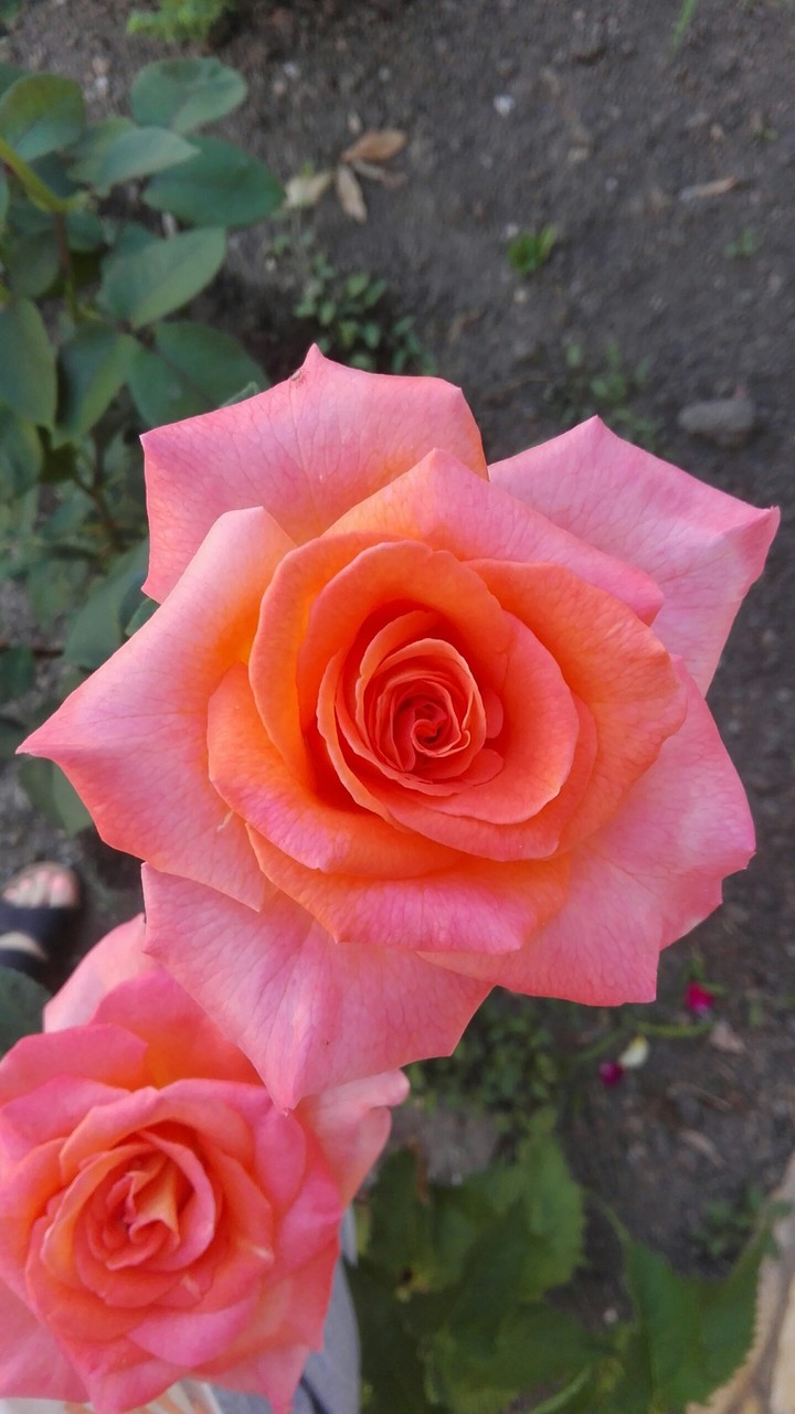roses
