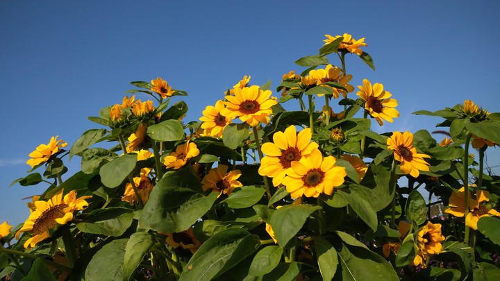 Taiwan-sunflower.