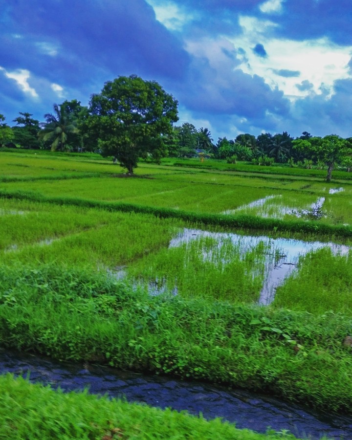 paddy field Sri Lanka