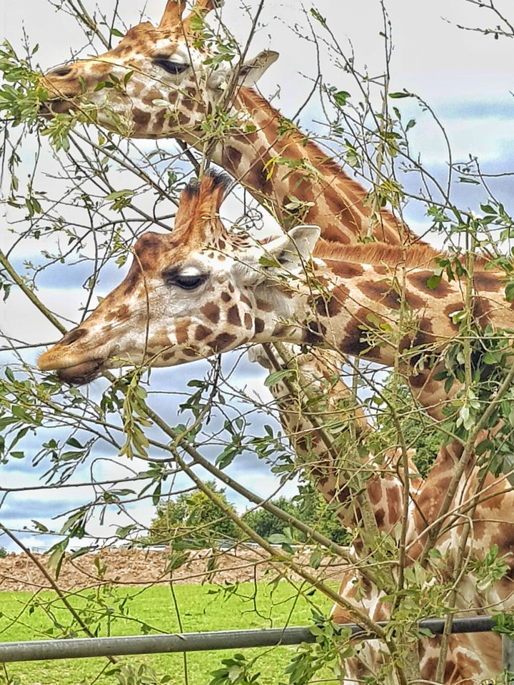 giraffes