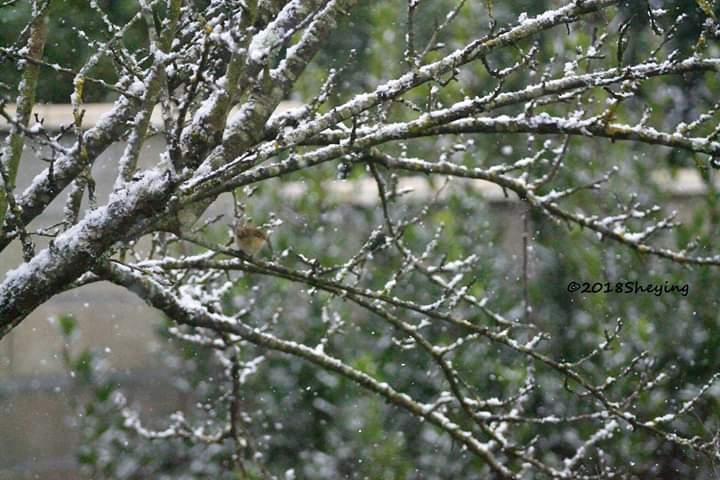 neige