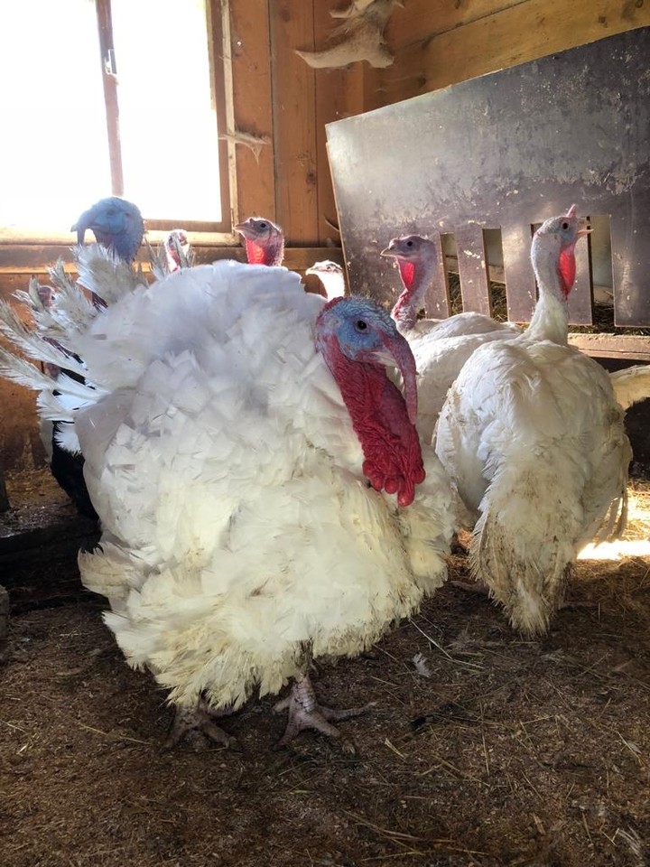 turkey