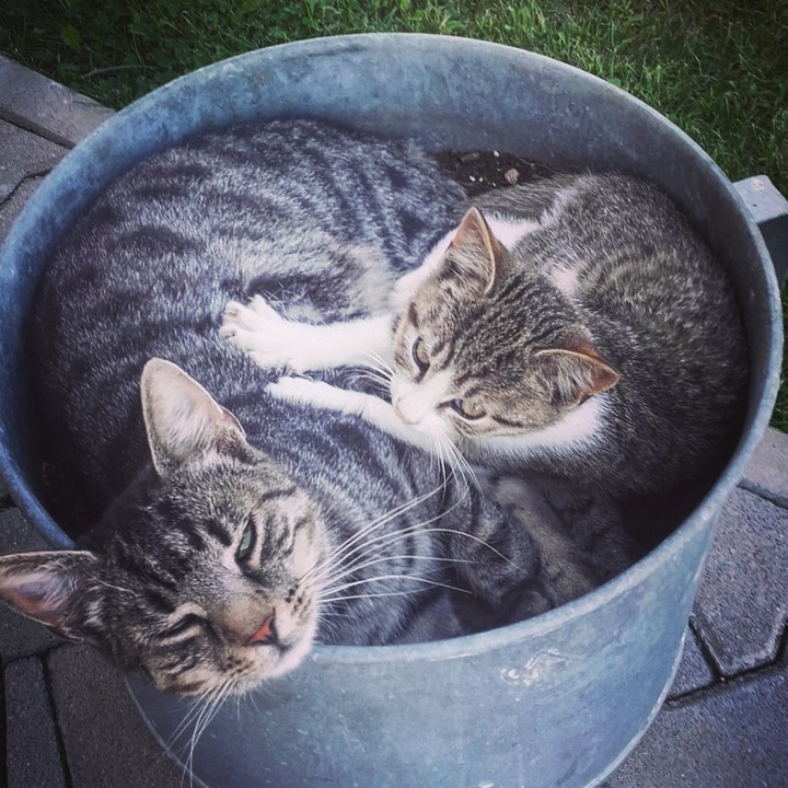 the bucket full of cats