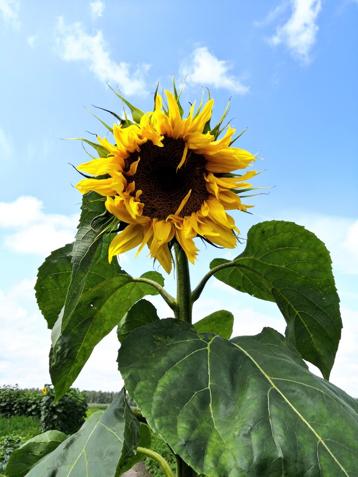 Sunflower