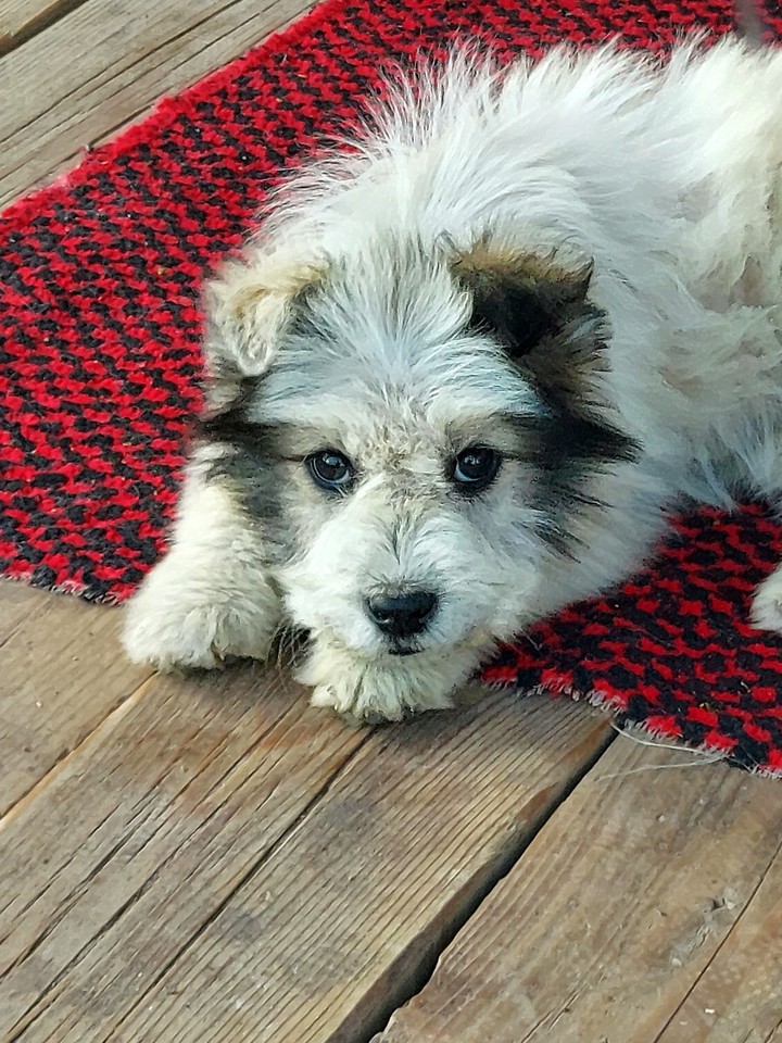 puppy