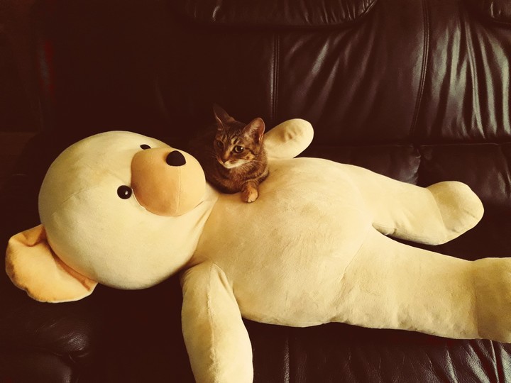 cat♥️♥️♥️♥️