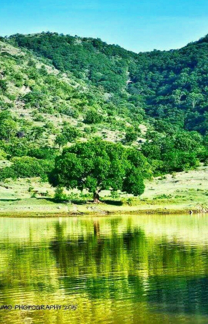 The tree and Lake