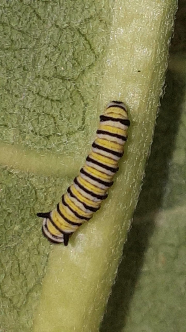 Monarch caterpillar