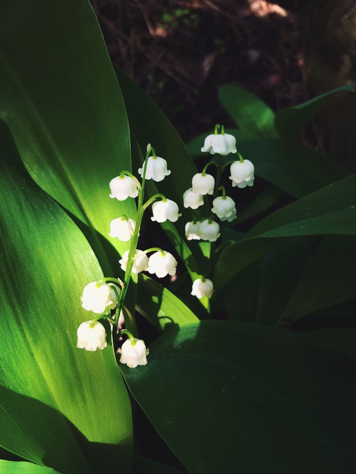 Shine