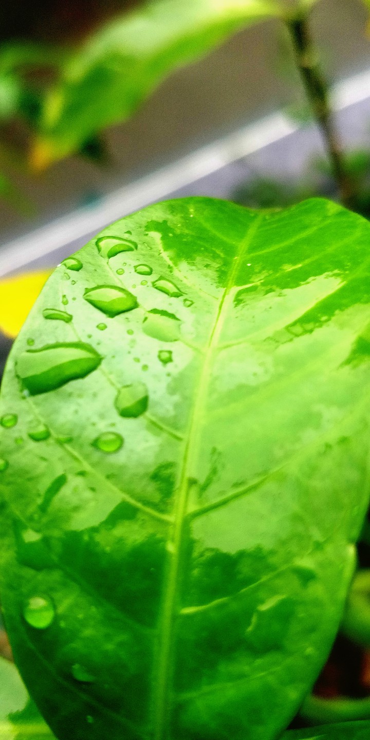 settling drops