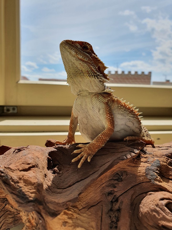 Agama animal