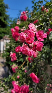 pink roses
