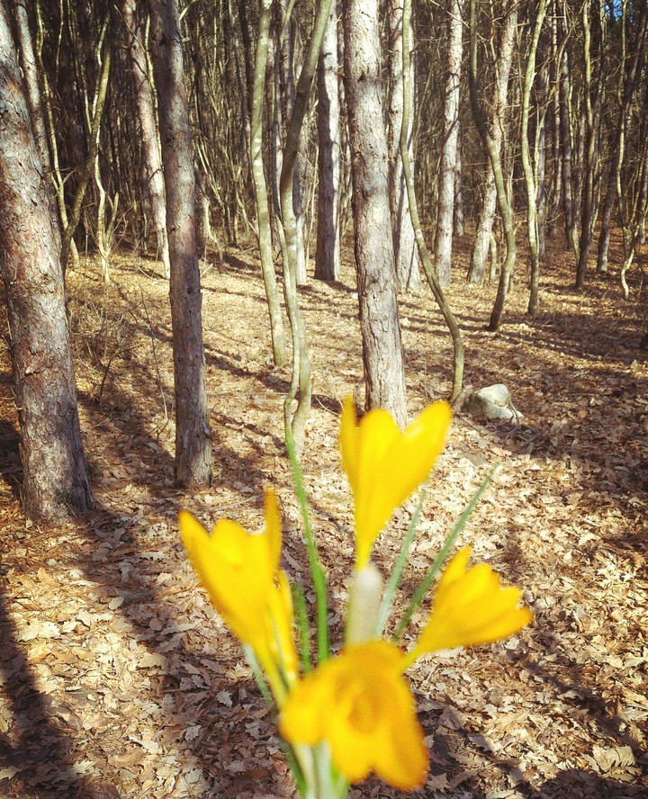 spring forrest