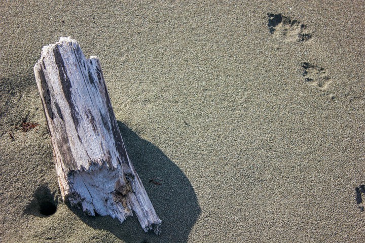 drift wood