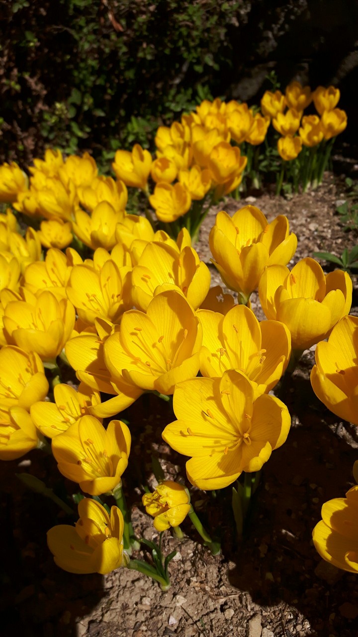 Yellow flowers