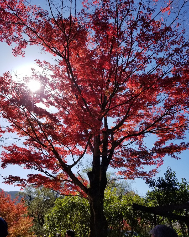 autumn leaves