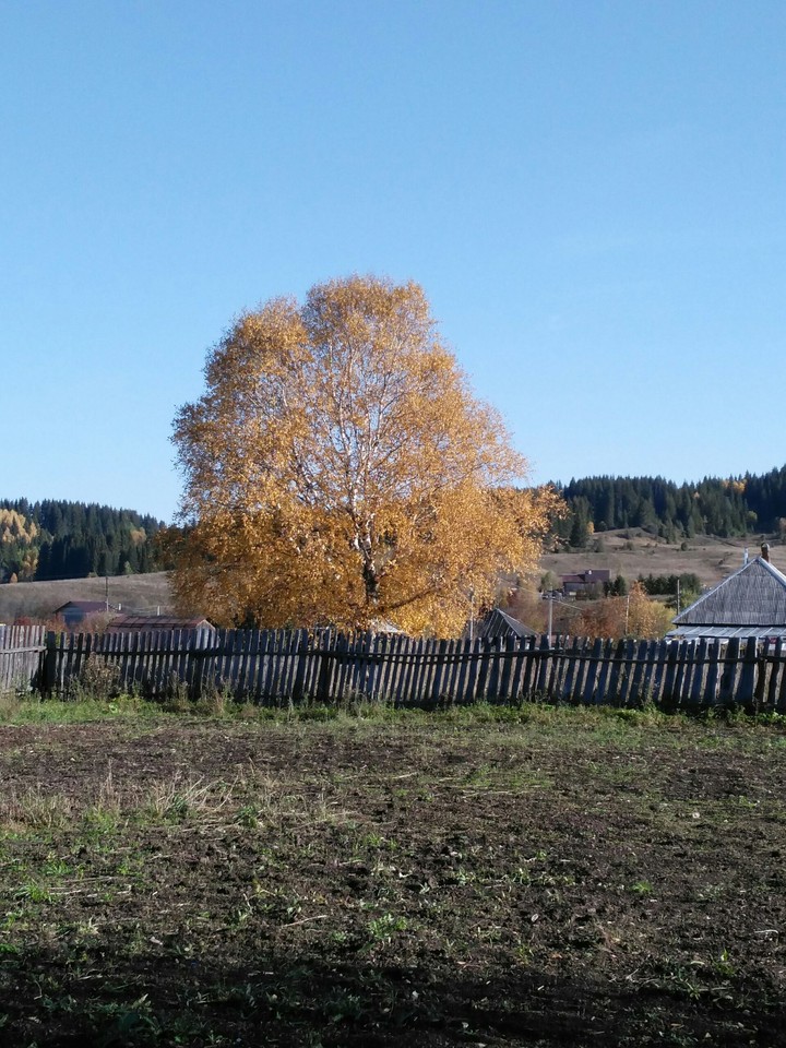 береза