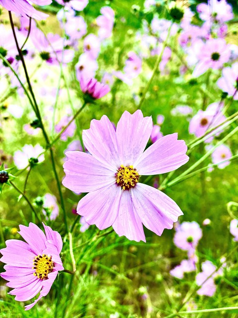 cosmos flower
