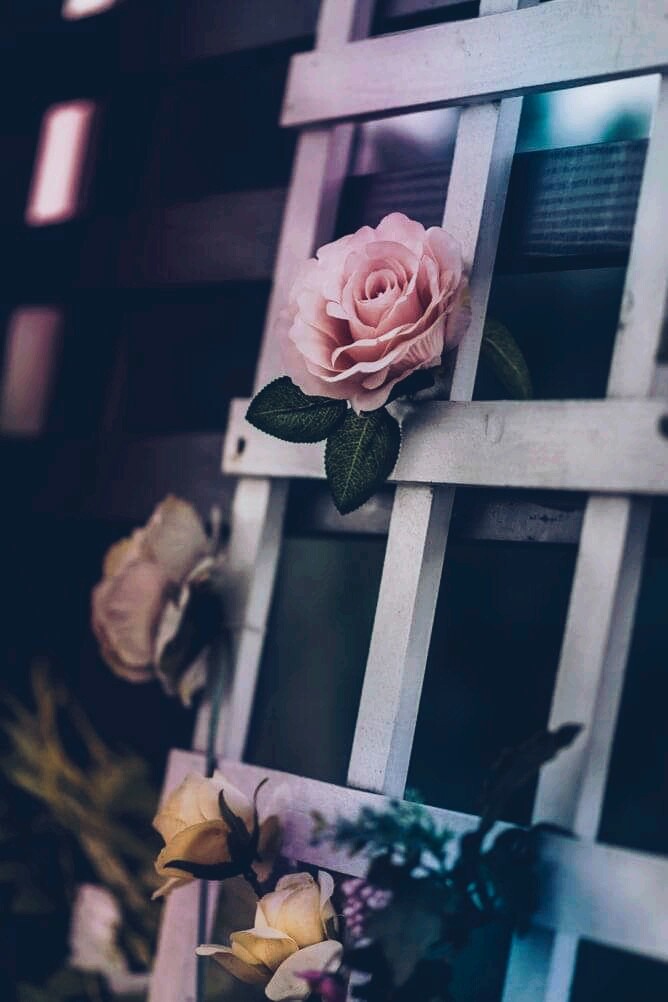 Rose