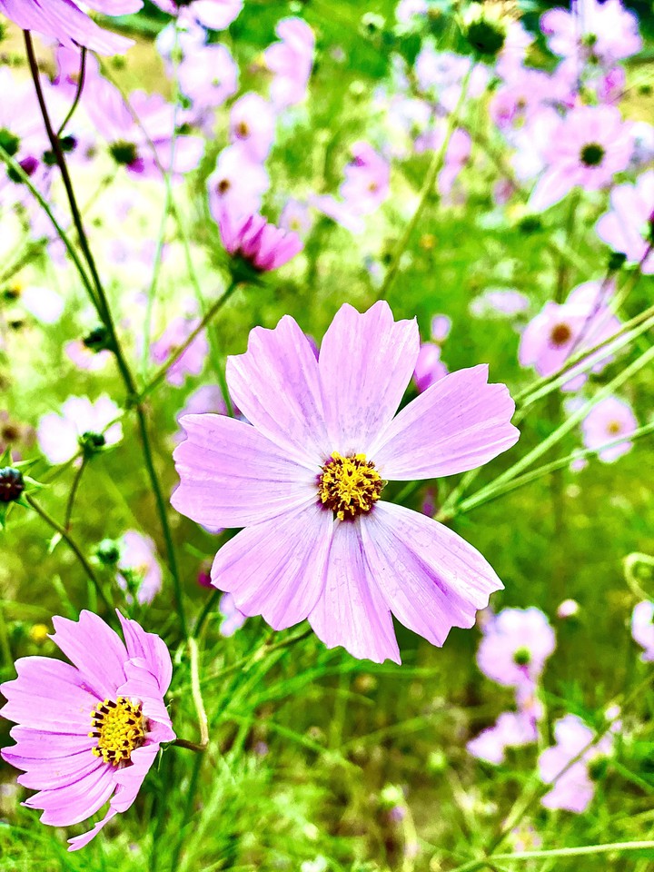 cosmos flower