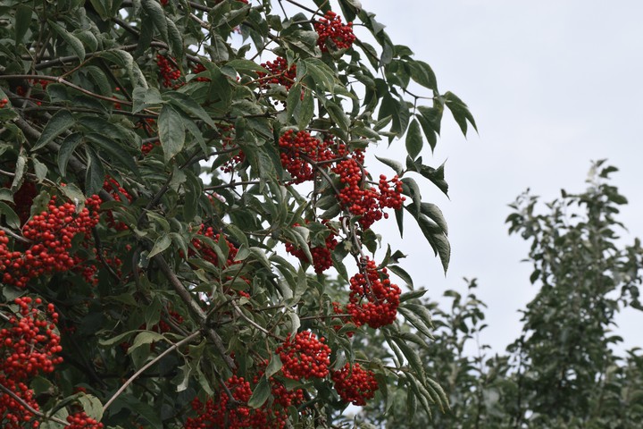 Rowan