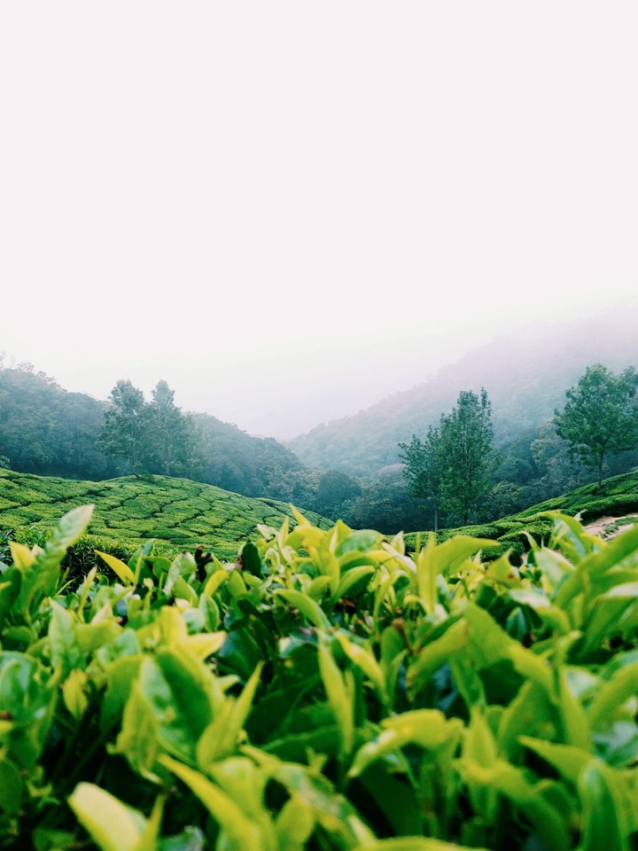 Tea plantation
