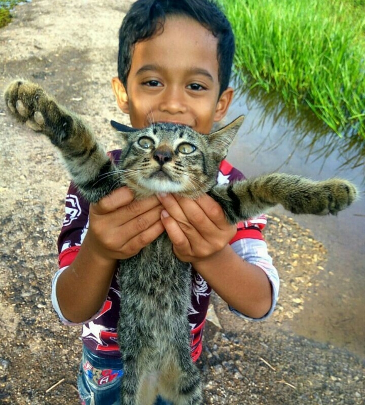 cat