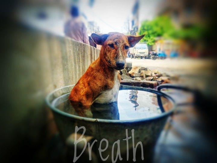 A Dog