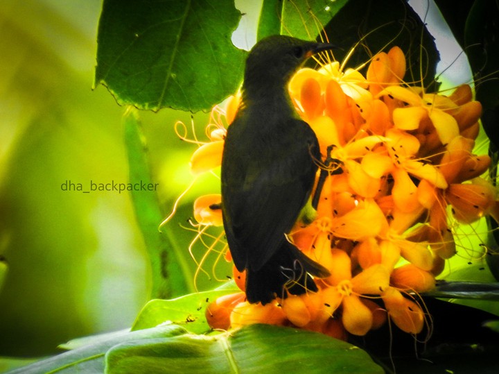 bird