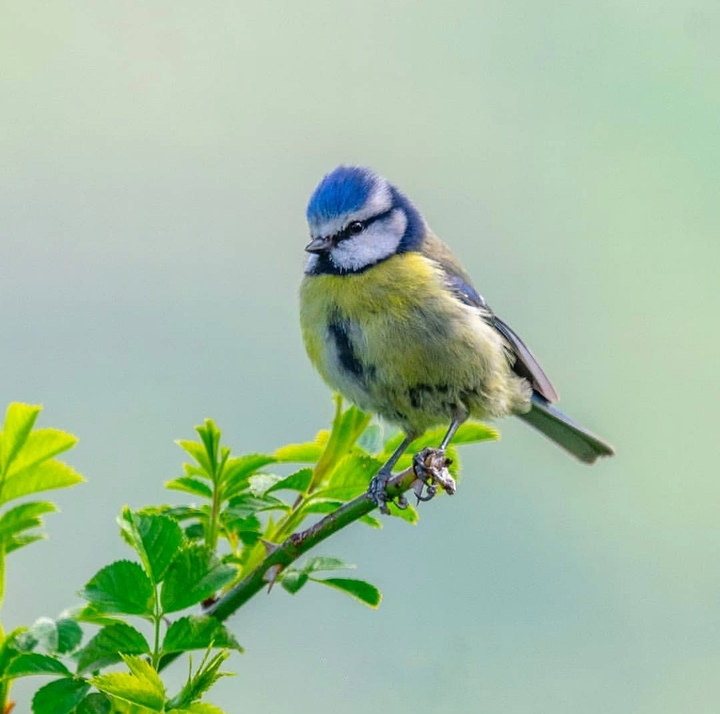 bluetit