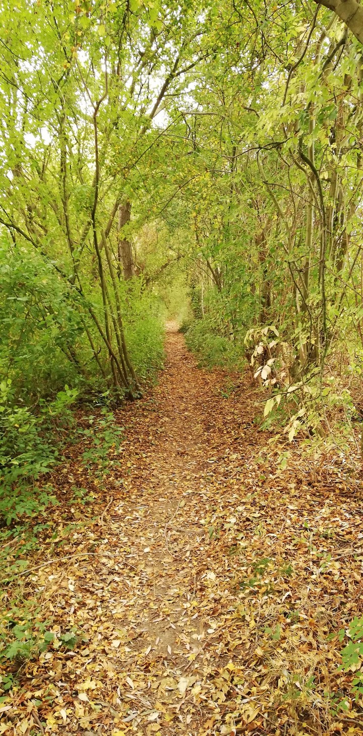 autumn