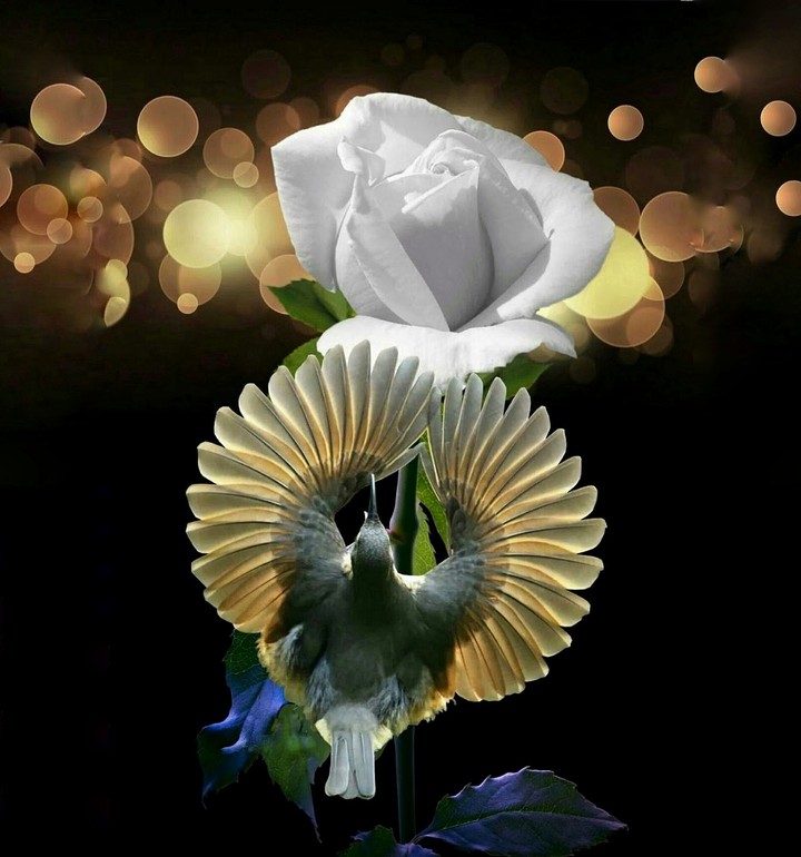 bird & Roses