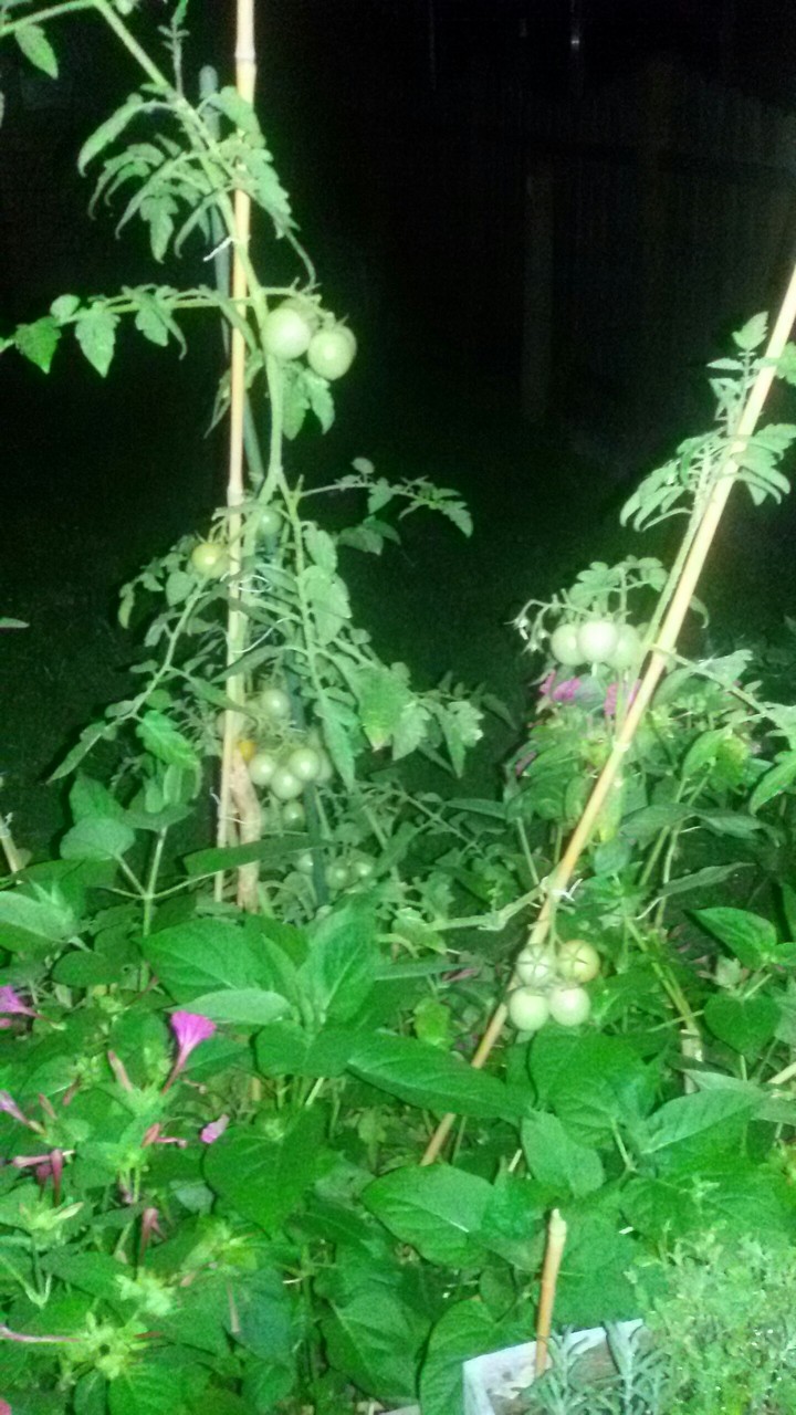 Nachtruhe im Garten