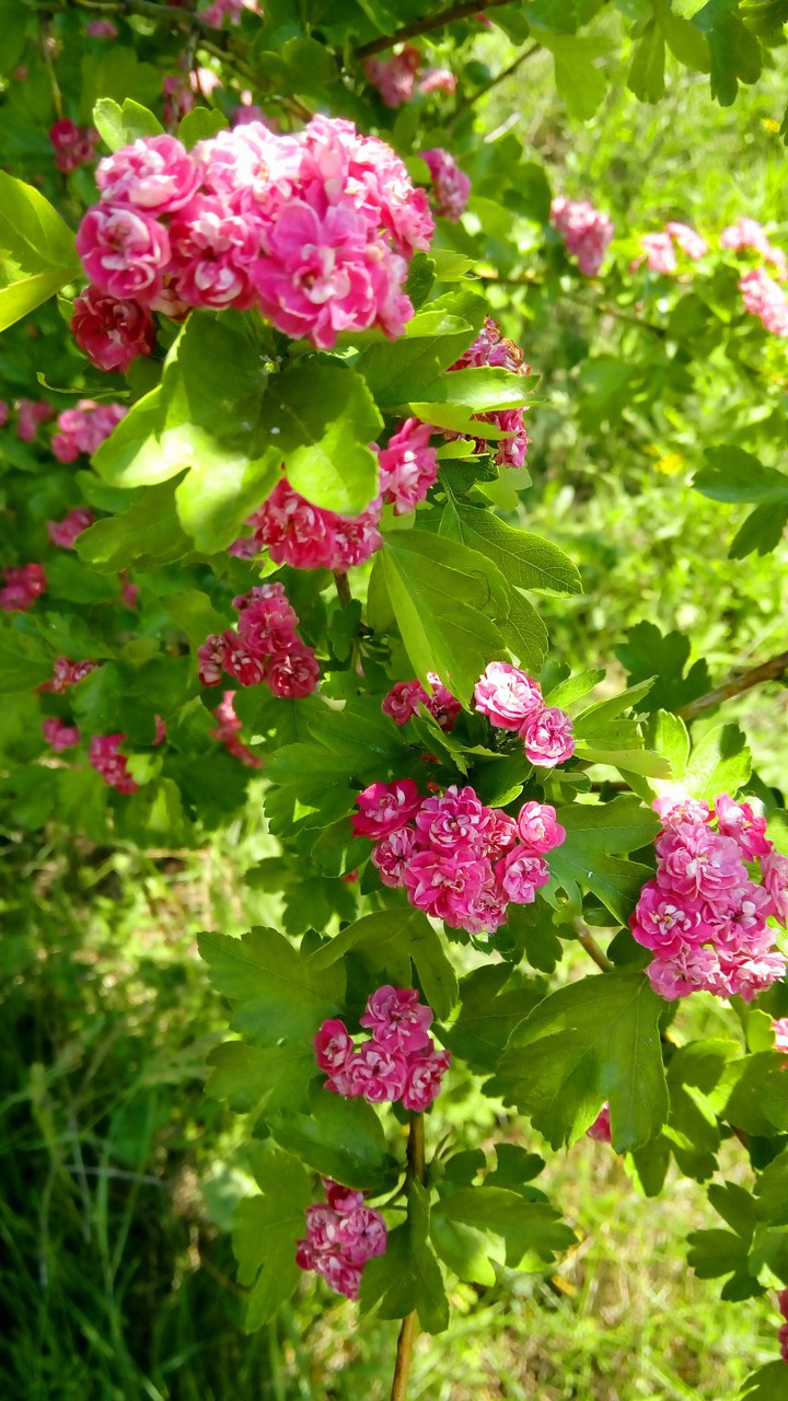 pink flowers tree