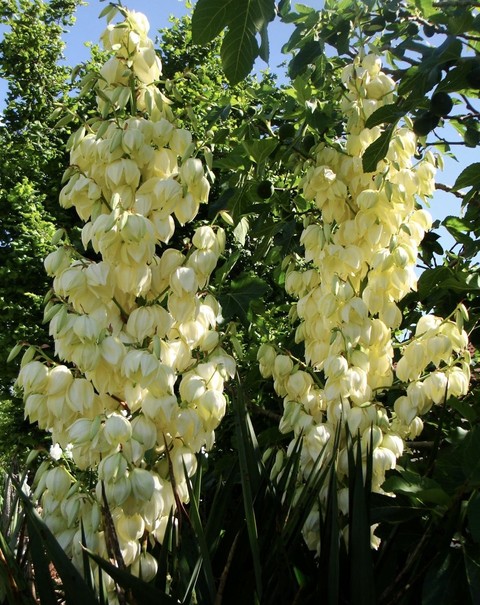 tapety cornales, Garden