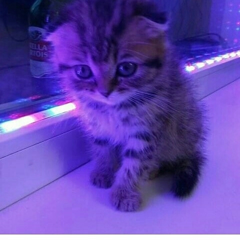 #kitty #neon#purple#cat#hellokitty #kawai #cute #eyes