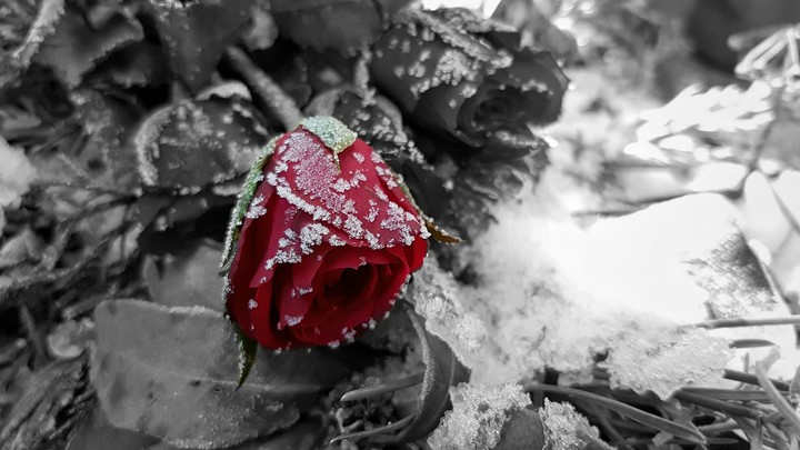 red rose