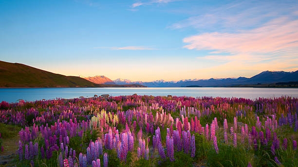 lupin meadow, Lake Tekapo