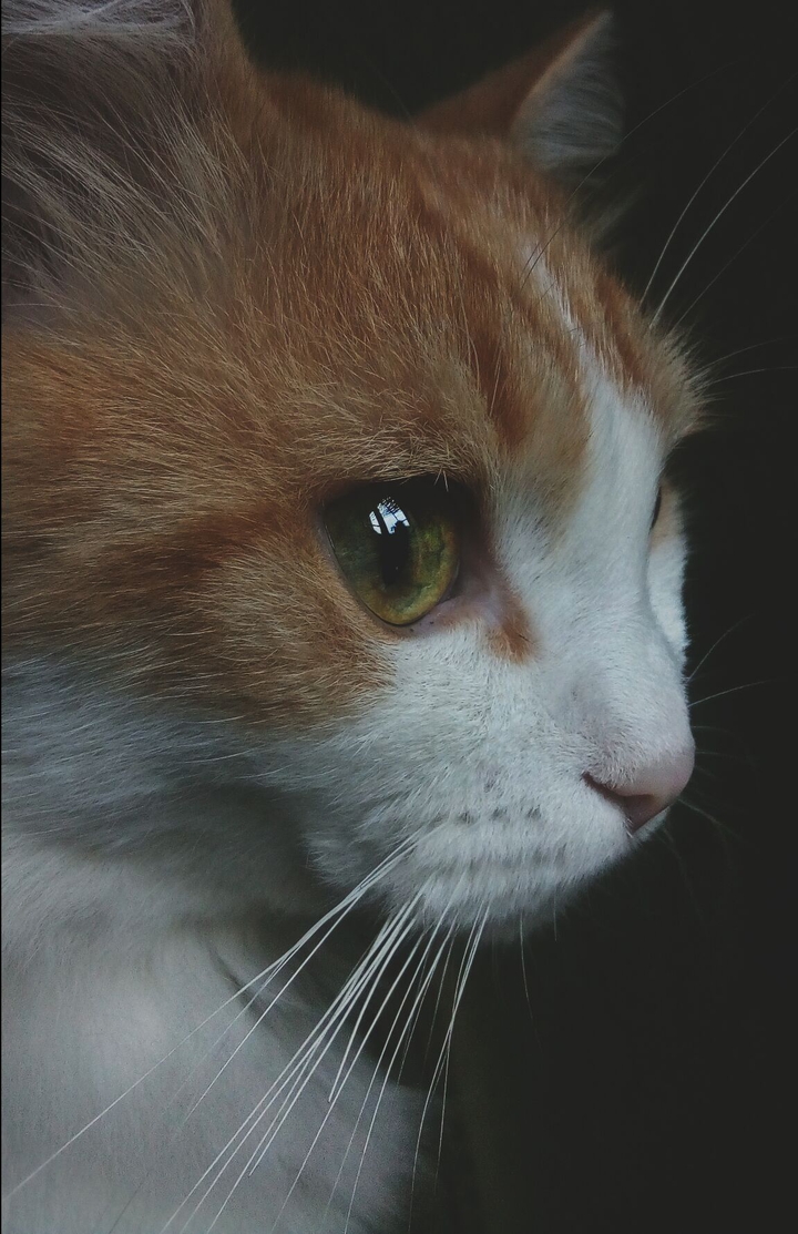 мой котик. like