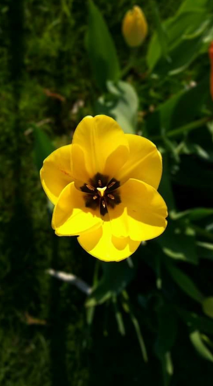 my garden flowers