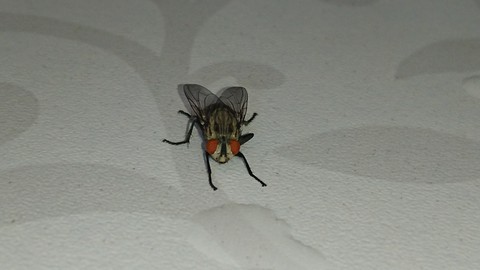 housefly