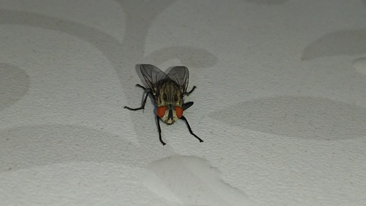 housefly