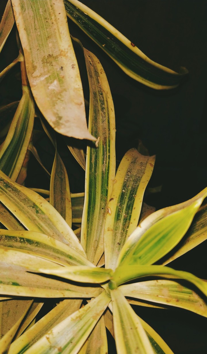 Dusty plant