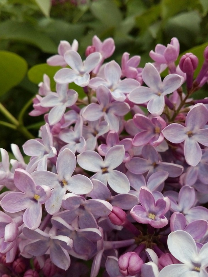 lilac