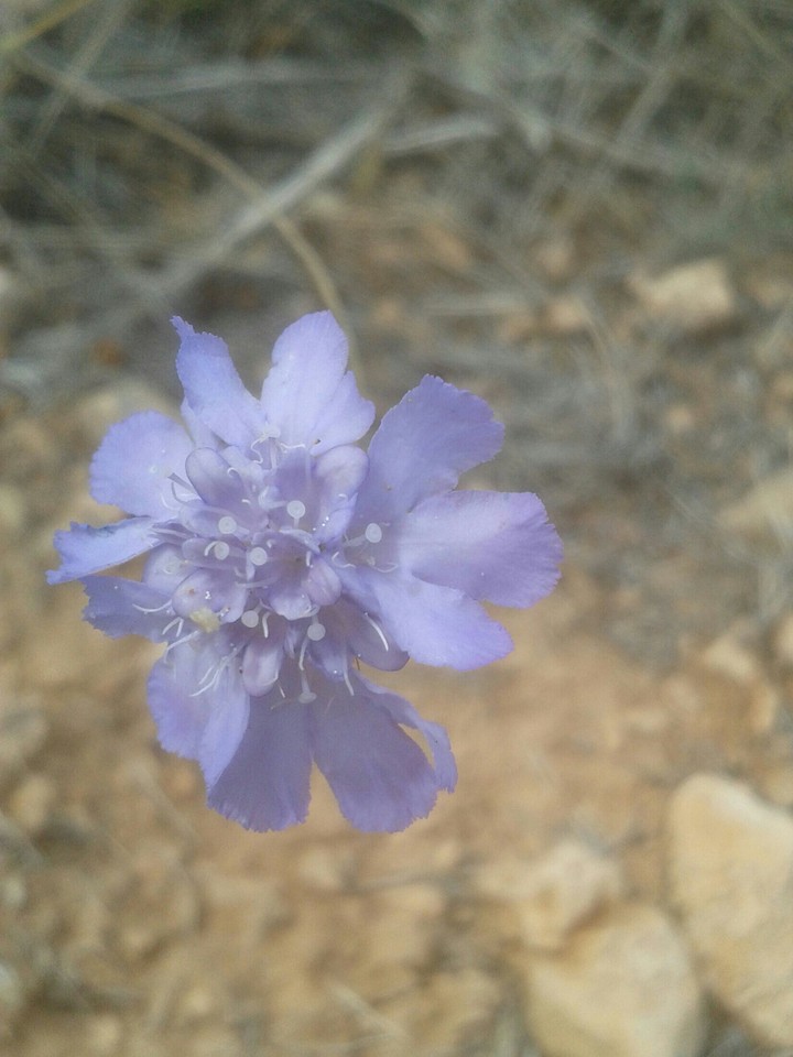 wild flower