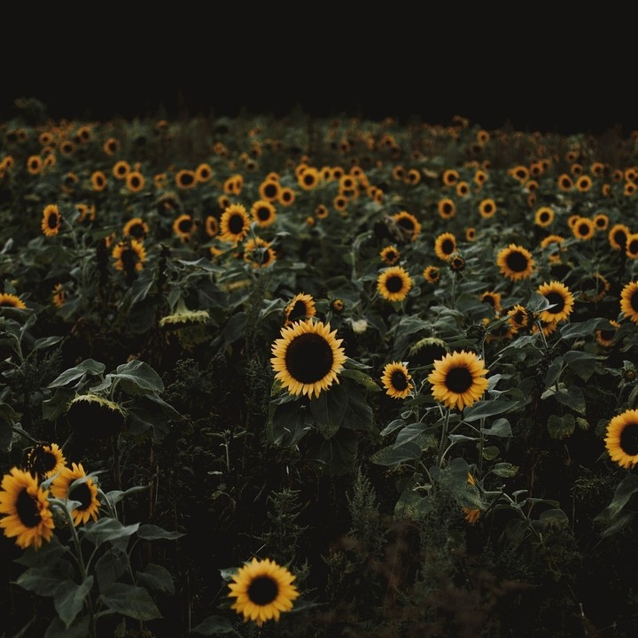 Sunflowers
