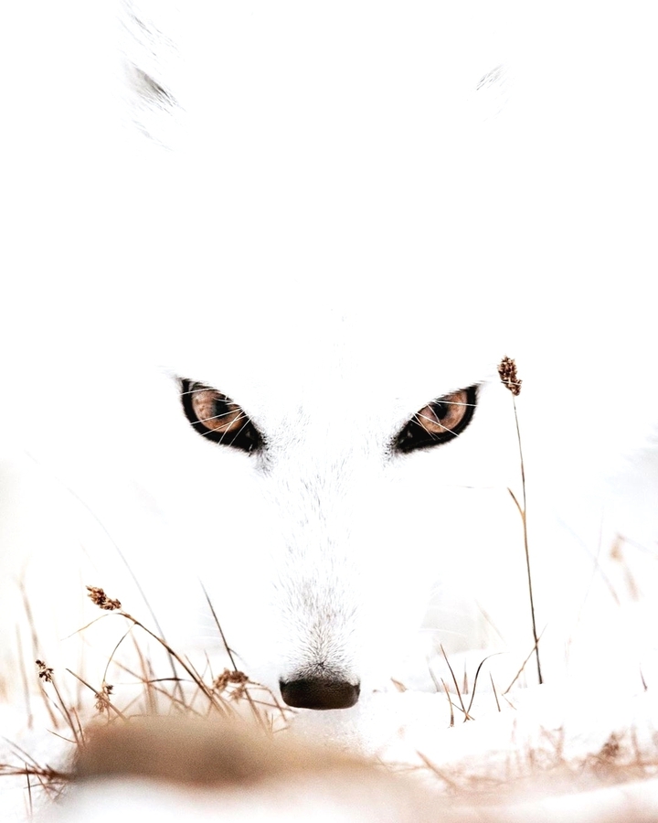 white wolf