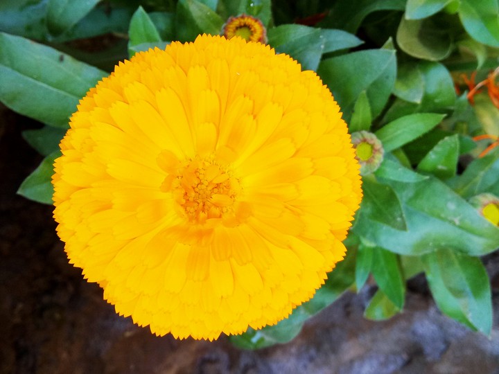 flower