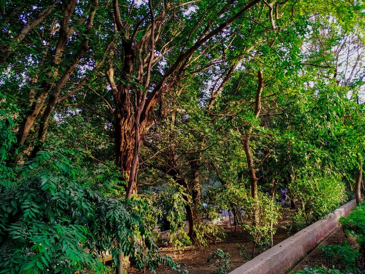 Nature