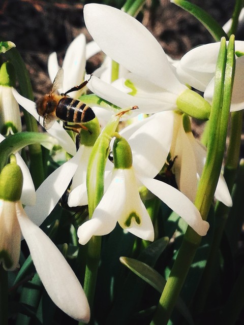 papéis de parede nectar, bee